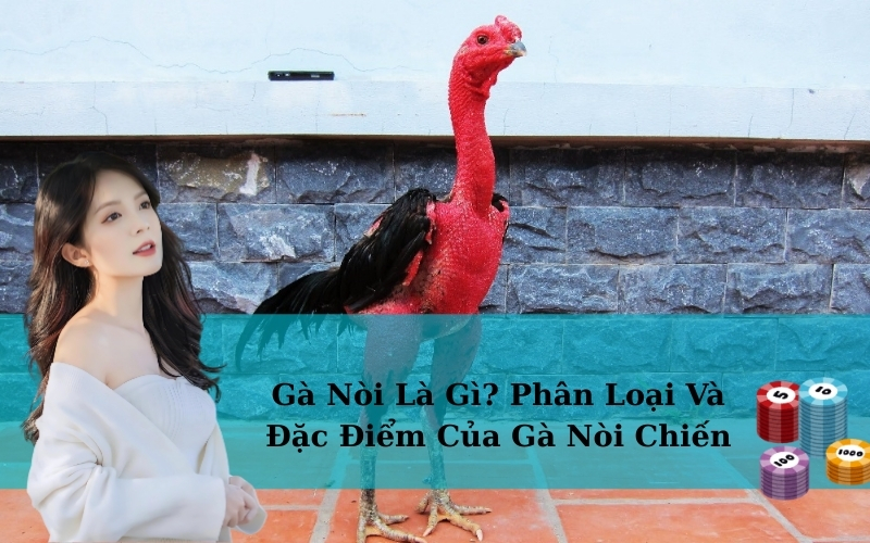 Gà Nòi Là Gì? Phân Loại Và Đặc Điểm Của Gà Nòi Chiến