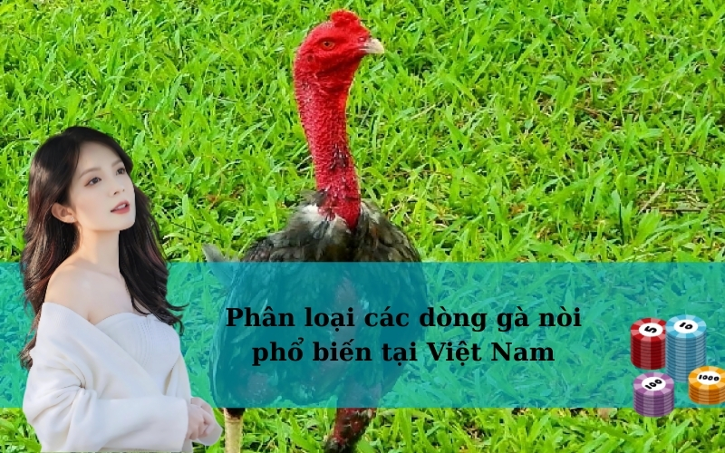 Phân loại các dòng gà nòi phổ biến tại Việt Nam