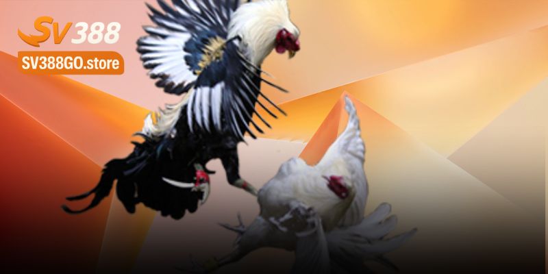 Công nghệ truyền tải hình ảnh 4K sắc nét