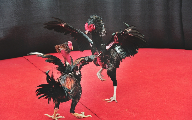 Chiến kê và nghệ thuật huấn luyện của các kê sư