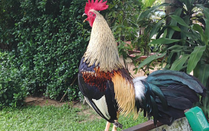 Phân tích khung xương và thể hình gà đá tiêu chuẩn