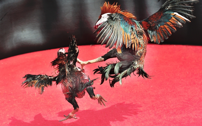 Trò chơi chọi gà tại Đông Nam Á